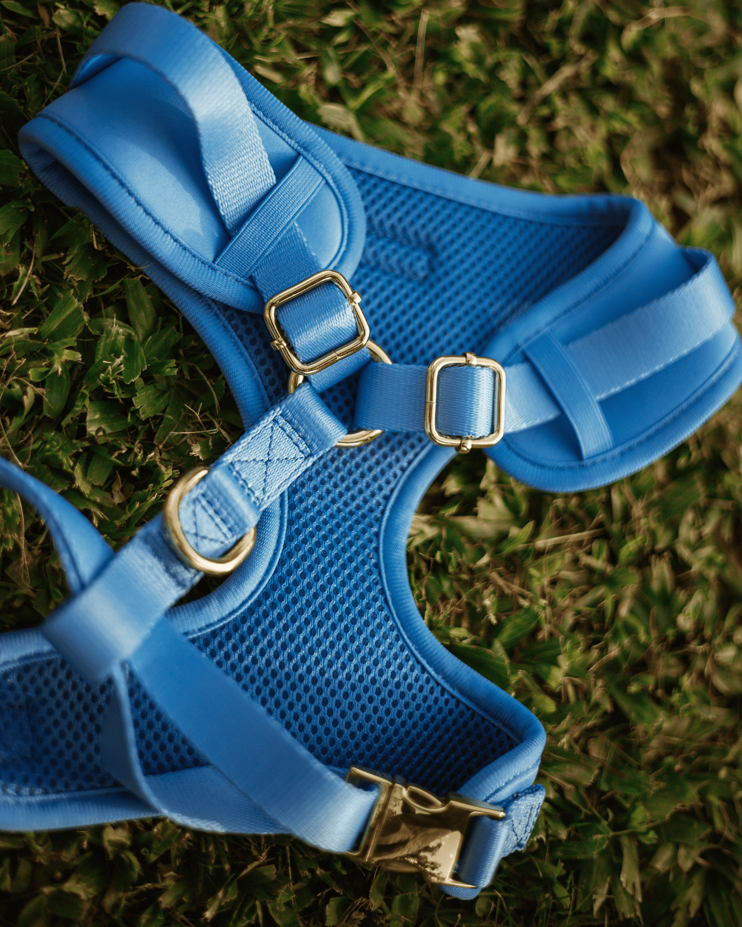 Peitoral Dreamy Blue