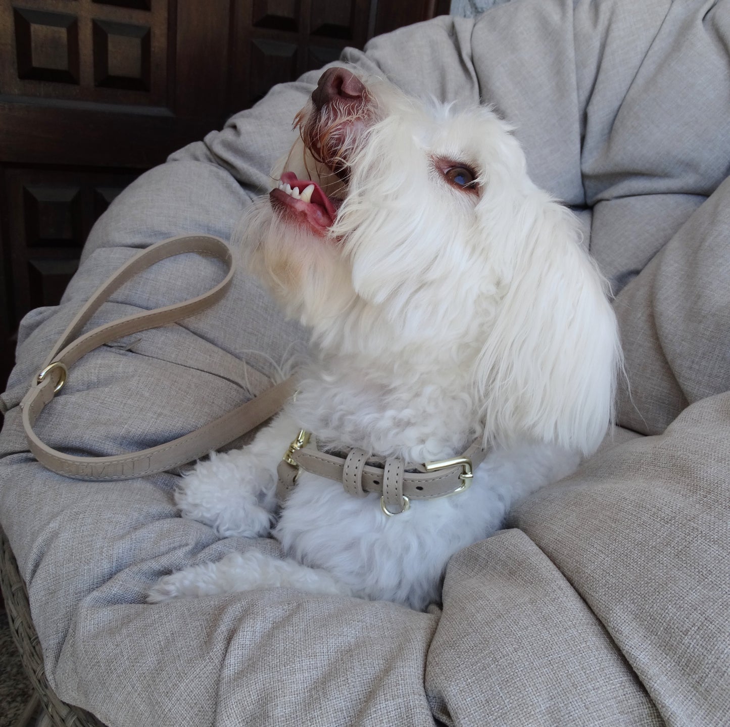Crème Collar