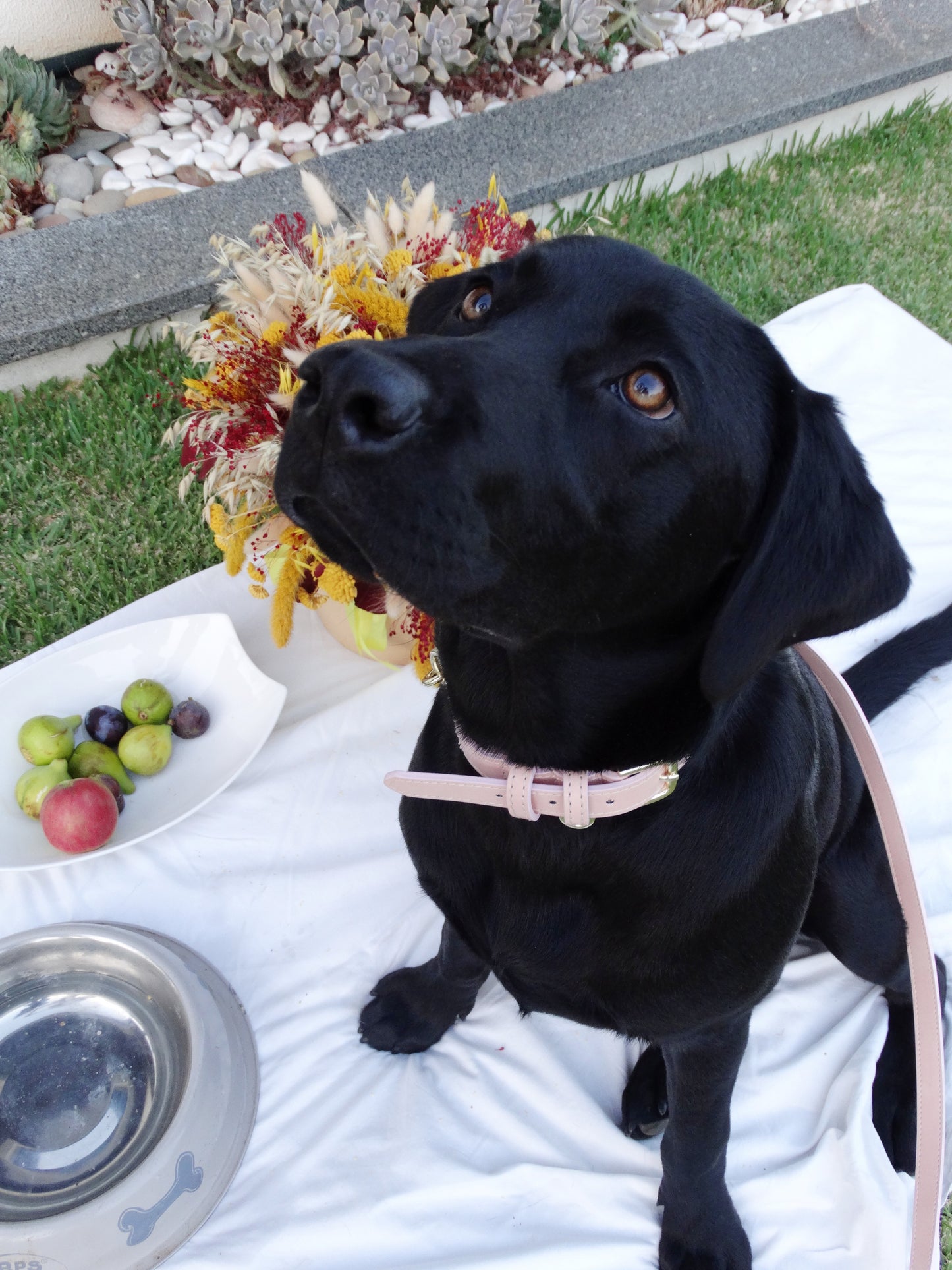 Pink Coral Collar