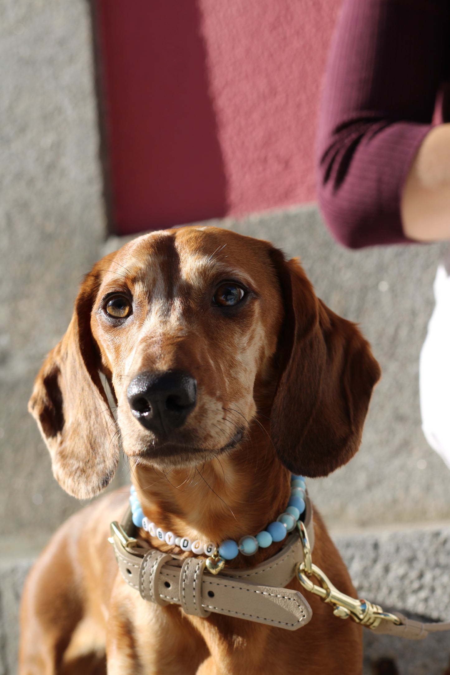 Crème Collar