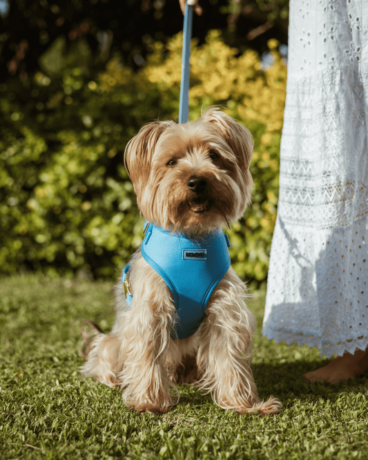 Peitoral Dreamy Blue