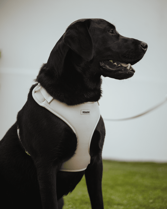 Peitoral Vanilla Whip