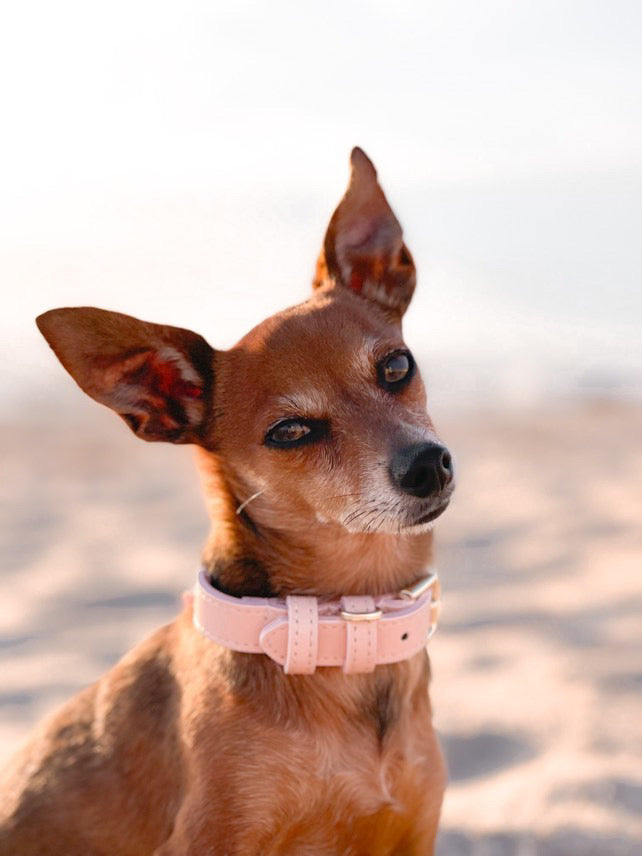 Pink Coral Collar