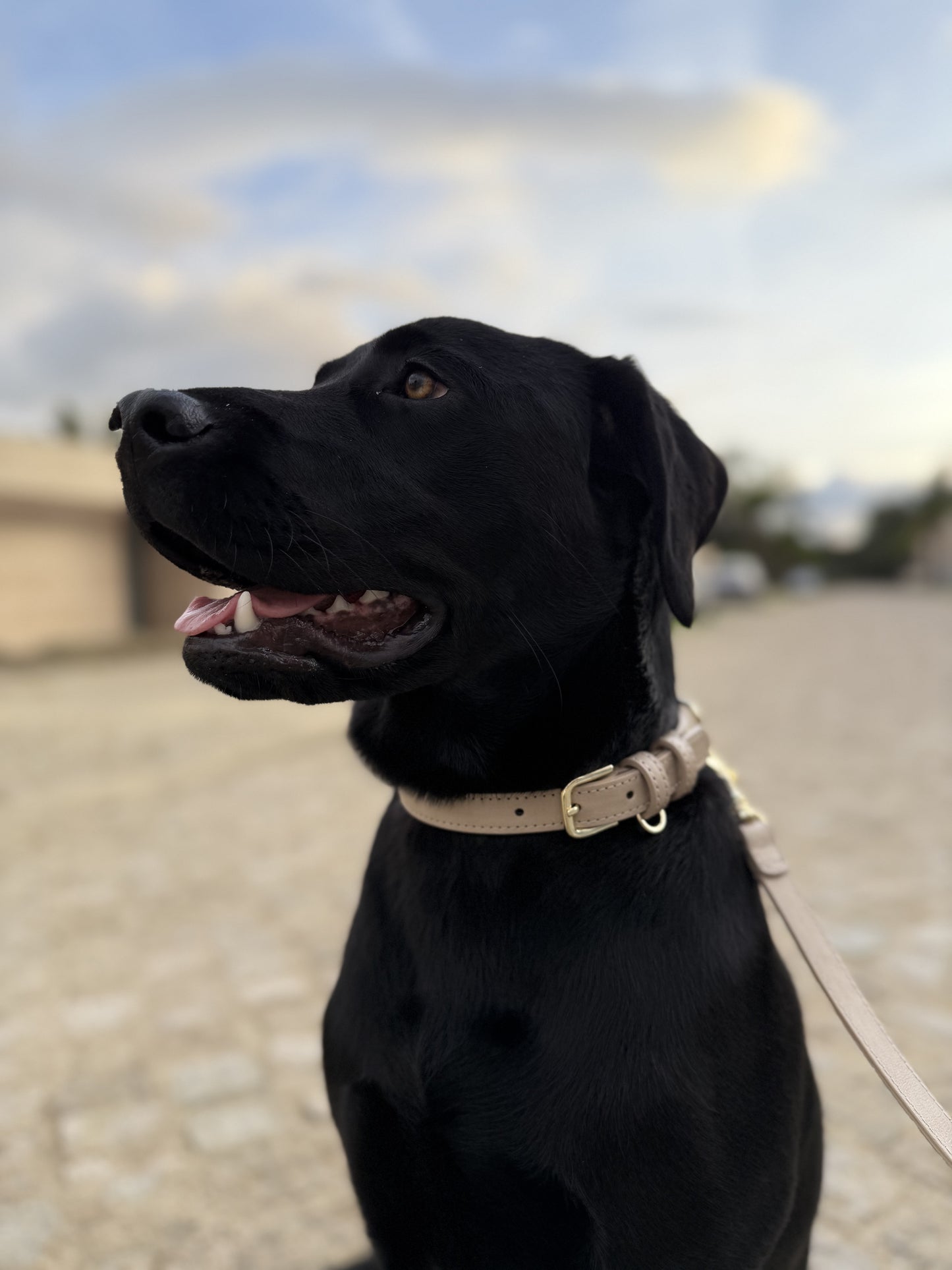 Crème Collar