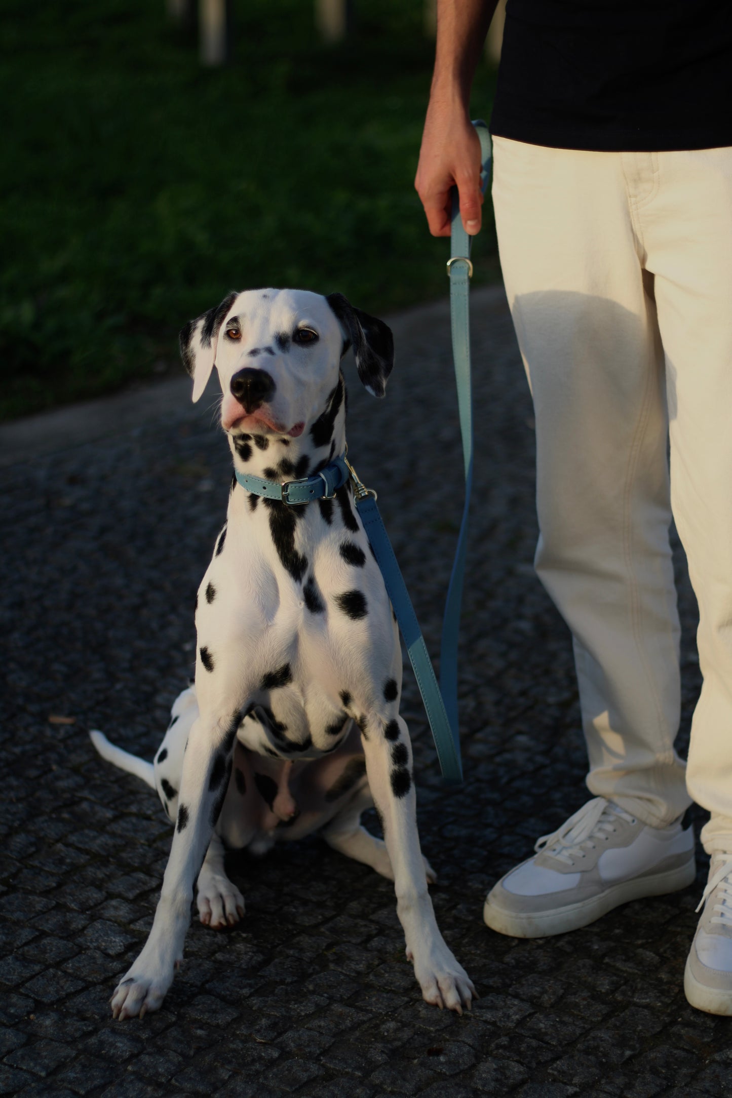 Baby Blue Collar