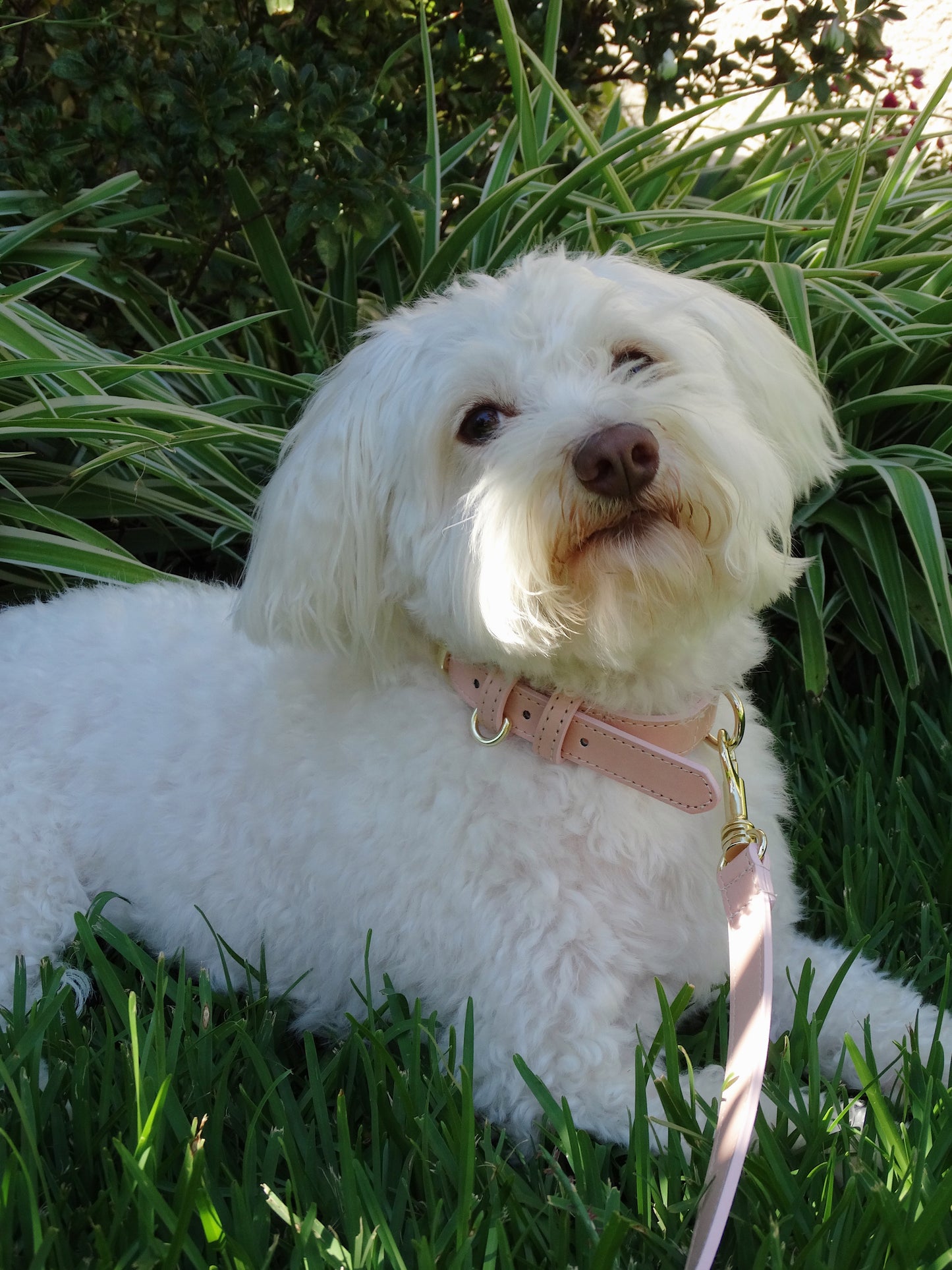 Pink Coral Collar