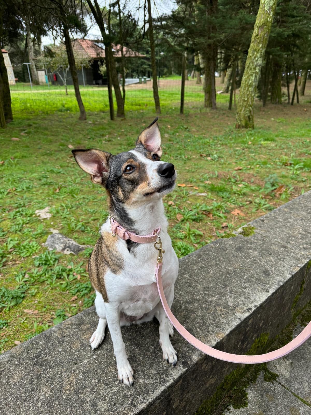 Pink Coral Leash
