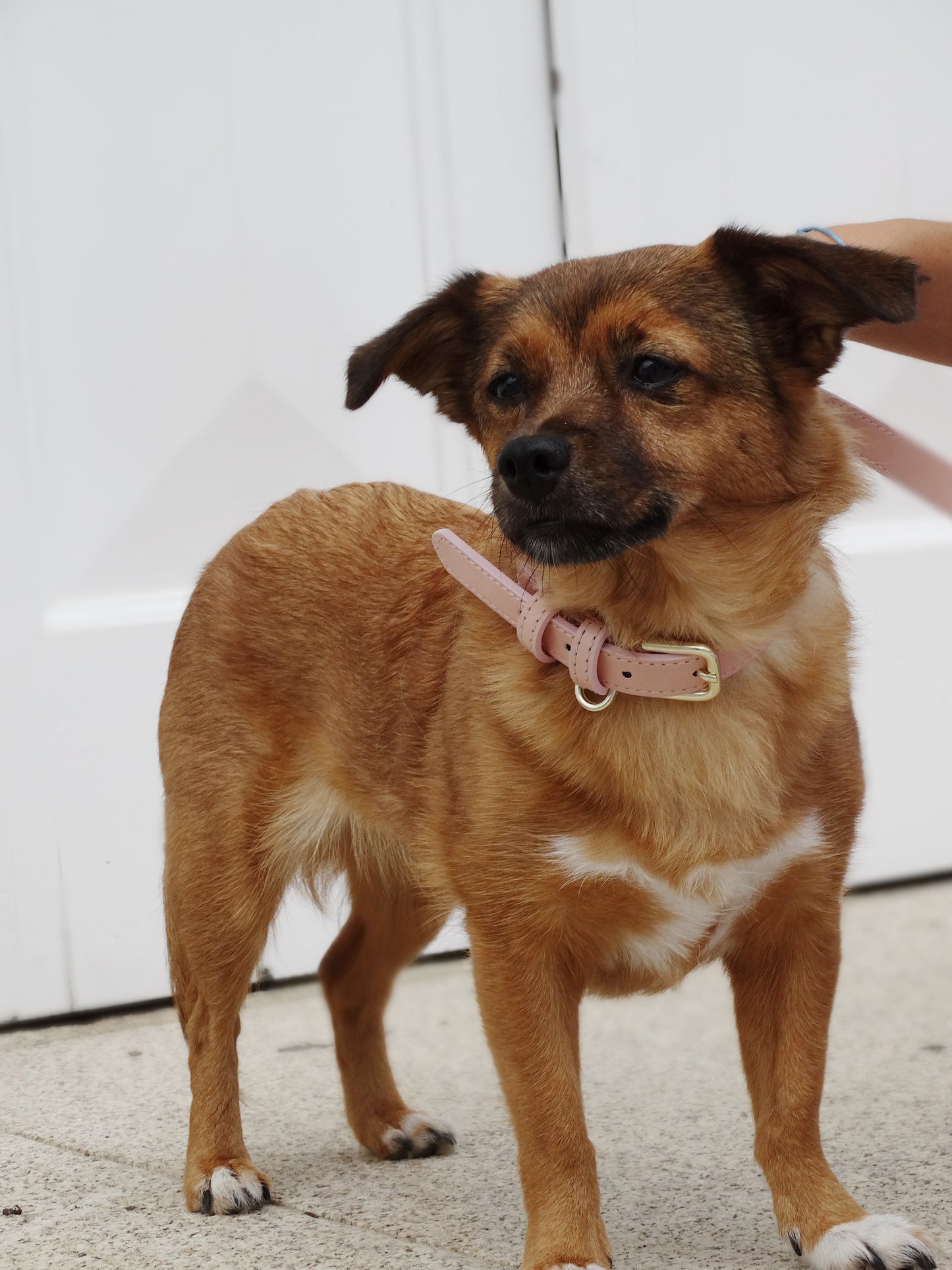 Pink Coral Collar