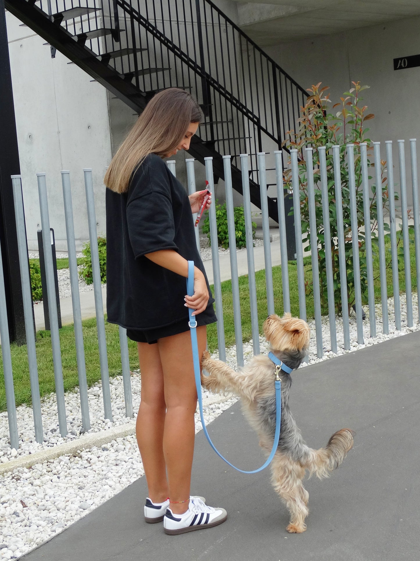 Baby Blue Leash