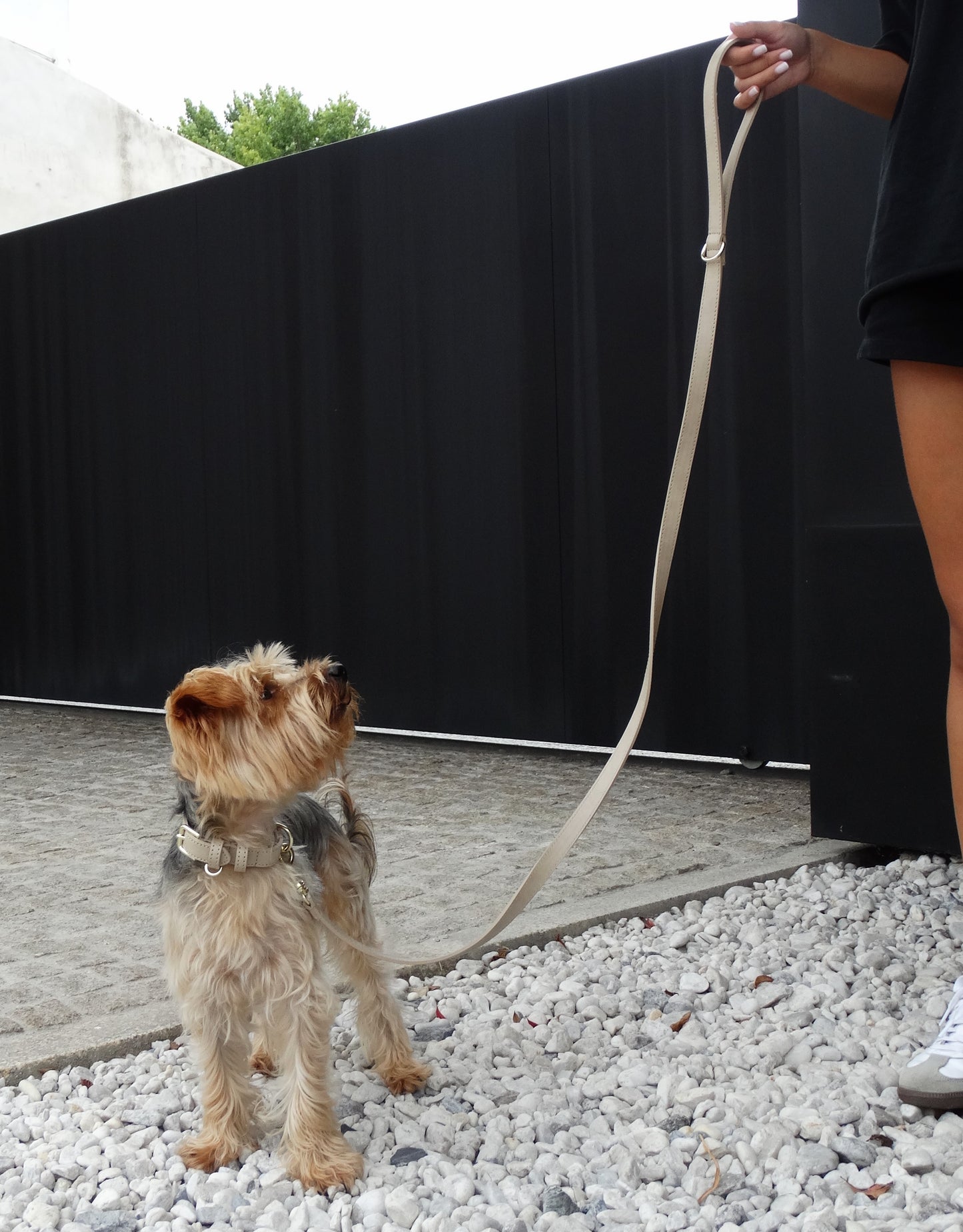 Crème Leash